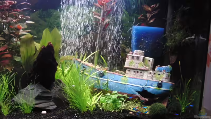 Aquarium Becken 17019 - Ritas Wasserspiele von wonderfullworld (2)