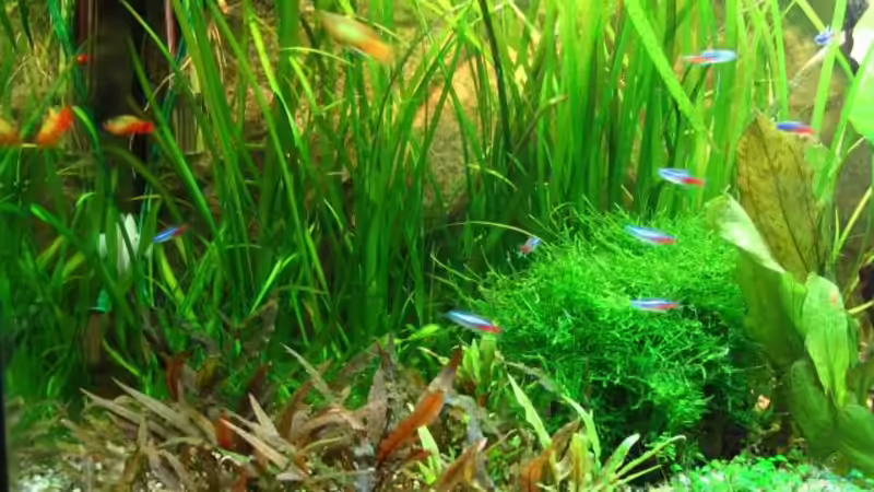 Aquarium Becken 1705 von Claudia Knops (2)