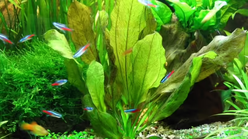 Aquarium Becken 1705 von Claudia Knops (3)