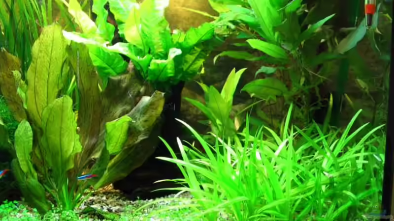 Aquarium Becken 1705 von Claudia Knops (4)