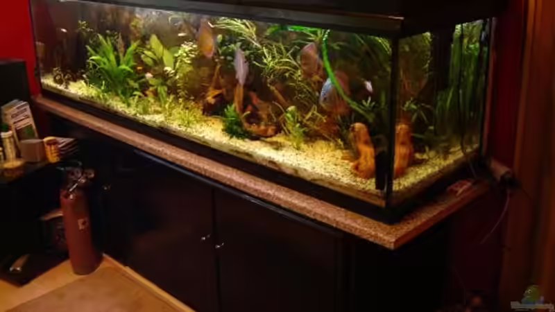 Aquarium Becken 1708 von Tobias Hans (2)