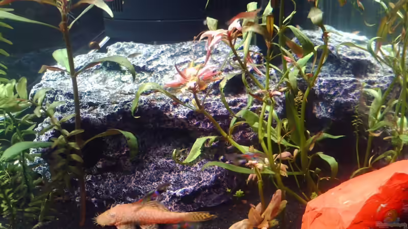 Aquarium Becken 17094 (Nur noch als Beispiel) von El Grande (2)