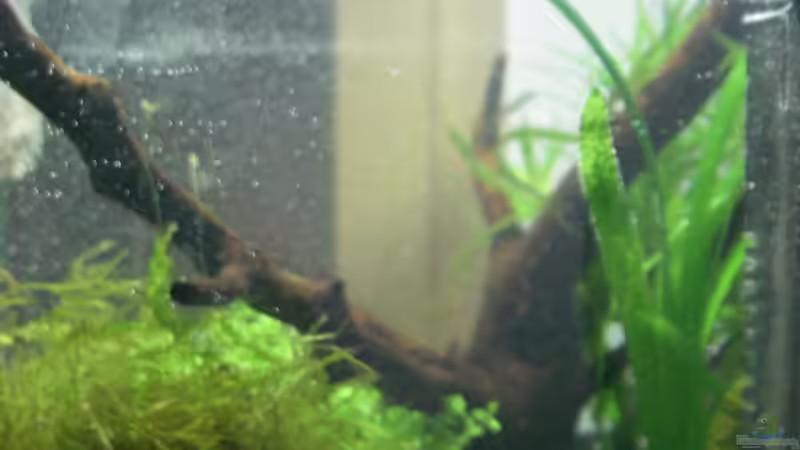 Aquarium Becken 17099 von AquarianerArmin (3)