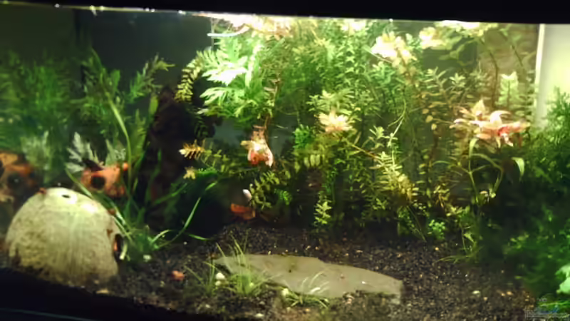 Aquarium Becken 17122 (Nur noch als Beispiel) von El Grande (2)