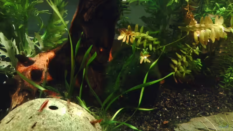 Aquarium Becken 17122 (Nur noch als Beispiel) von El Grande (3)