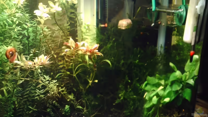 Aquarium Becken 17122 (Nur noch als Beispiel) von El Grande (4)