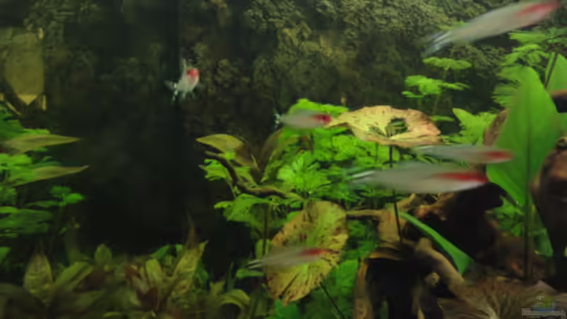 Aquarium Becken 17137 von Maguma (2)