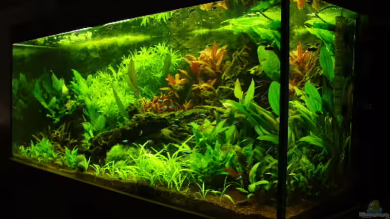 Aquarium Becken 1714 von Igor Cernitori (2)