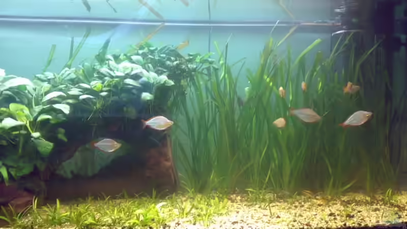 Aquarium Becken 1715 von David Nachtweih (3)