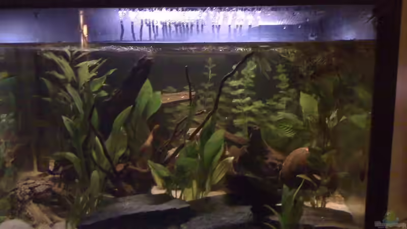 Aquarium Becken 17228 von Blaubör (3)