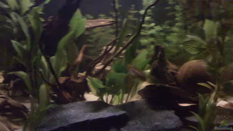 Aquarium Becken 17228 von Blaubör (4)