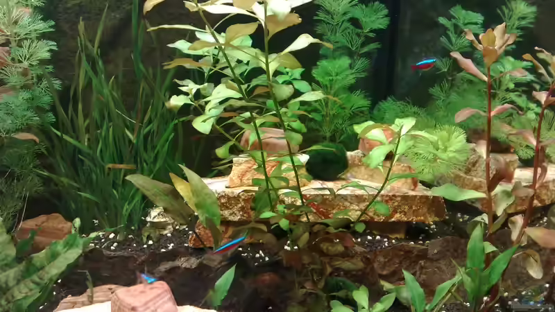 Aquarium Becken 17340 von Tudelui (10)