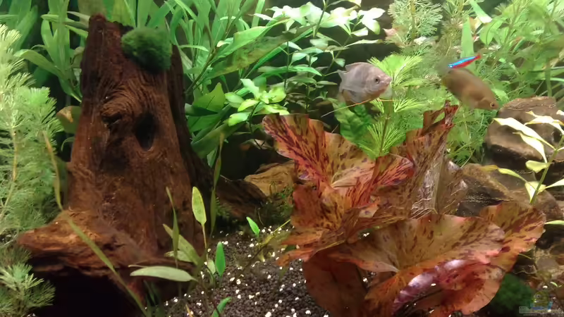 Aquarium Becken 17340 von Tudelui (11)