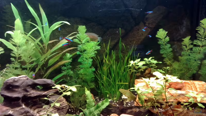 Aquarium Becken 17340 von Tudelui (9)