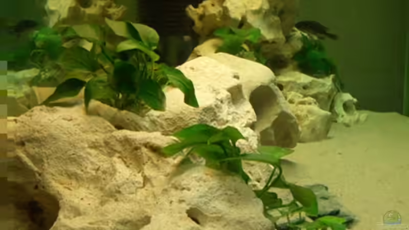 Aquarium Becken 1742 von André Rautenberg (2)