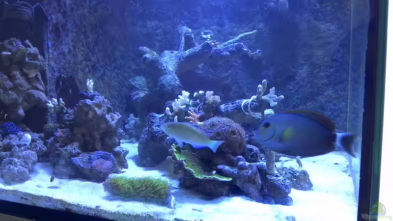 Aquarium Becken 17455 von Muhitin (2)