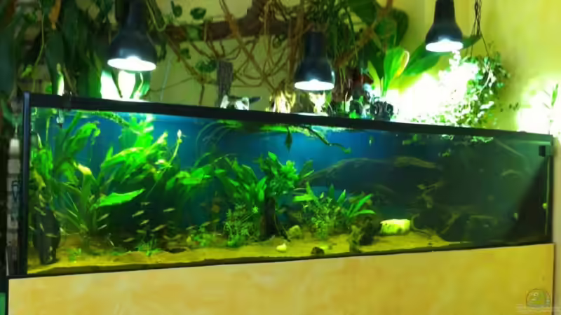 Aquarium Becken 17461 von der Maxe (4)