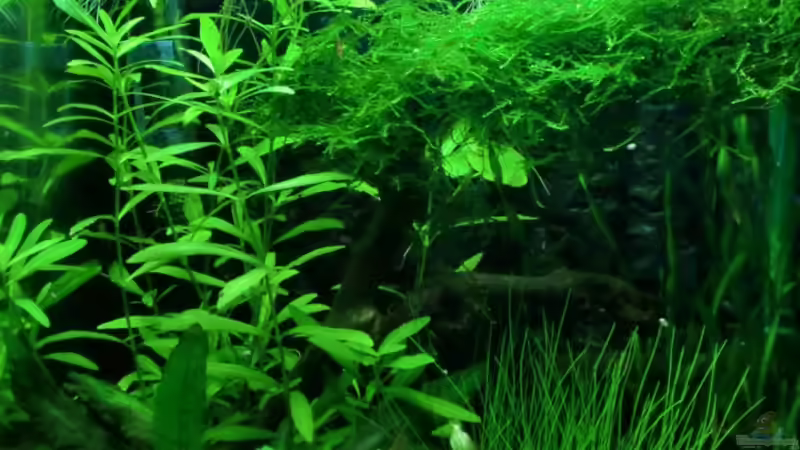 Aquarium Becken 17493 von schecki (2)