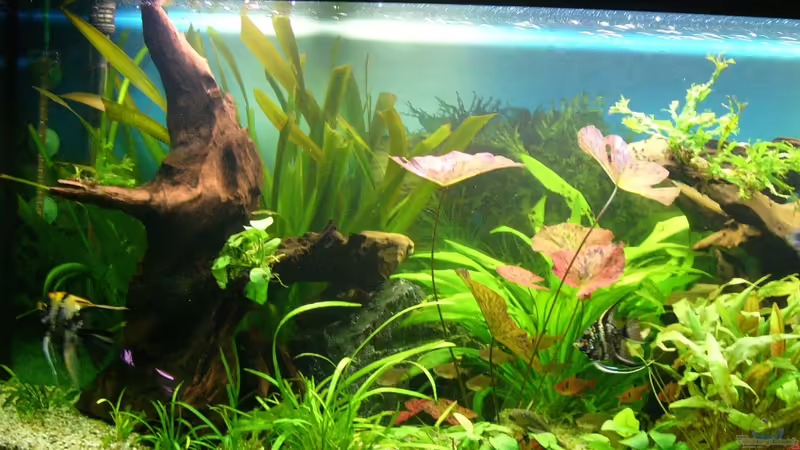 Aquarium Becken 17539 von Malinois (4)