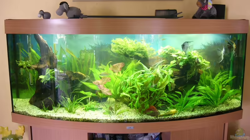 Aquarium Becken 17539 von Malinois (5)