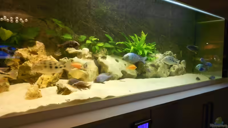 Aquarium Becken 17579 von Insulaner (2)