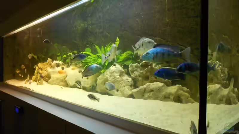 Aquarium Becken 17579 von Insulaner (3)