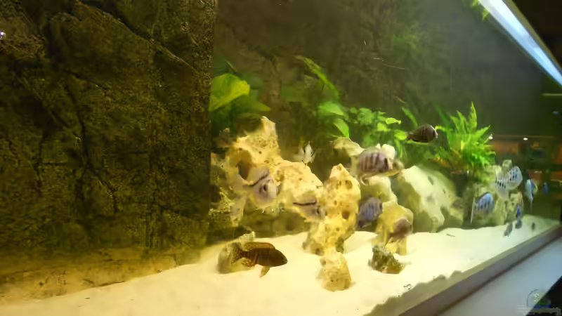 Aquarium Becken 17579 von Insulaner (4)