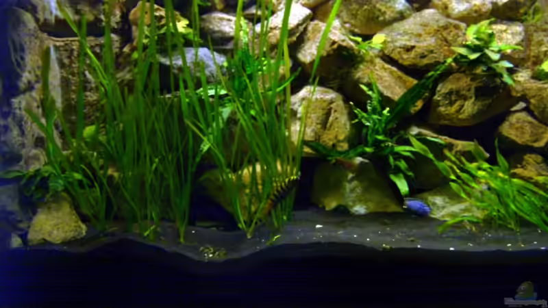 Aquarium Becken 1760 von Robert Dietrich (8)