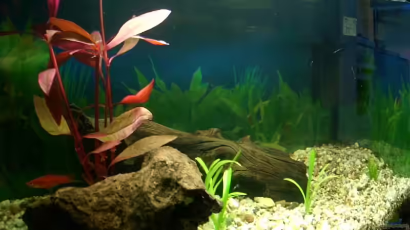 Aquarium Becken 1765 von Heiko Mietz (6)