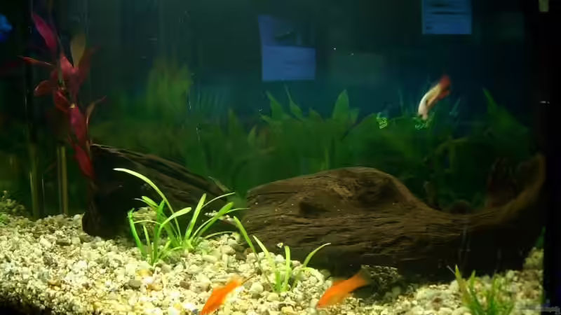 Aquarium Becken 1765 von Heiko Mietz (8)