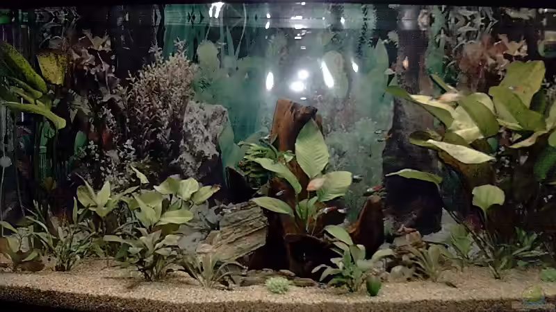 Aquarium Becken 1771 von Michael Tiemann (2)