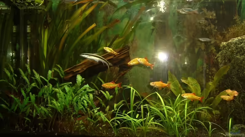 Aquarium Becken 1775 von Jean Pierre Seifert (2)