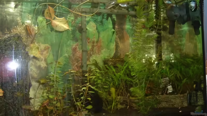 Aquarium Becken 1775 von Jean Pierre Seifert (3)