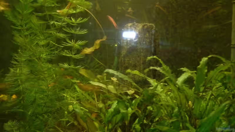 Aquarium Becken 1775 von Jean Pierre Seifert (4)