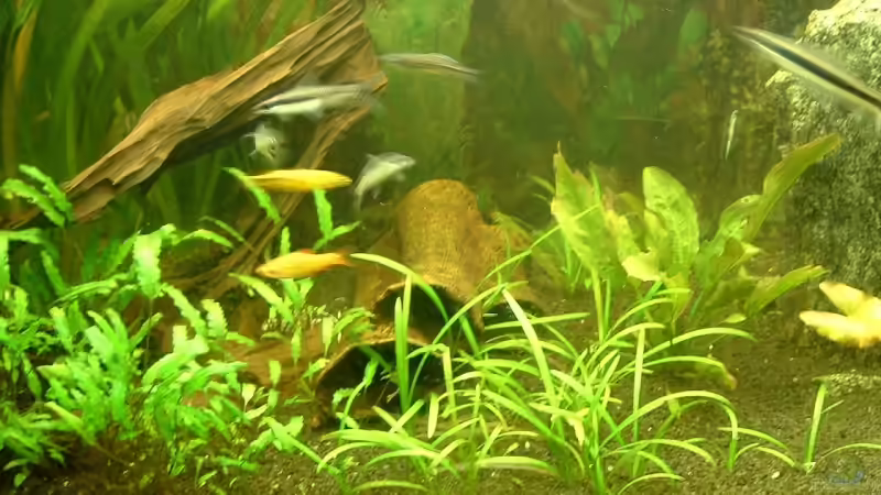 Aquarium Becken 1775 von Jean Pierre Seifert (5)