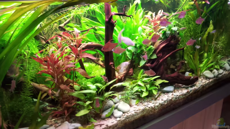 Aquarium Becken 17802 von FLJ07 (10)