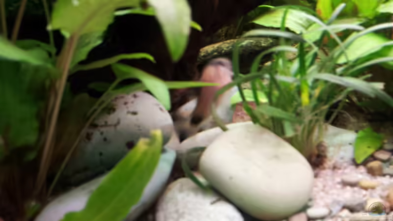 Aquarium Becken 17802 von FLJ07 (12)