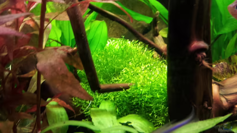 Aquarium Becken 17802 von FLJ07 (2)