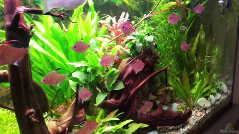 Aquarium Becken 17802 von FLJ07 (3)