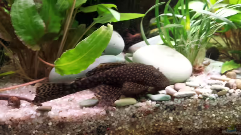 Aquarium Becken 17802 von FLJ07 (5)