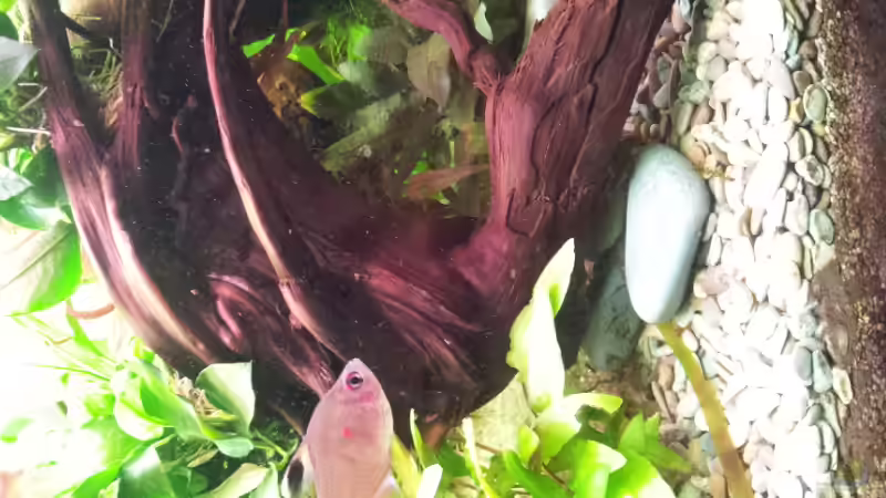 Aquarium Becken 17802 von FLJ07 (6)