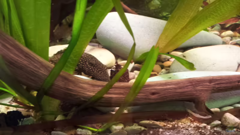 Aquarium Becken 17802 von FLJ07 (8)