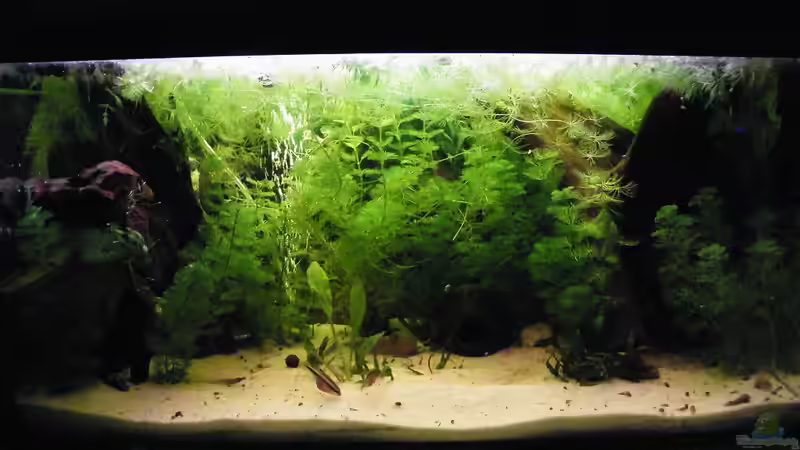 Aquarium Becken 17862 von Diskus-Freak®aka Benny&Anja (3)