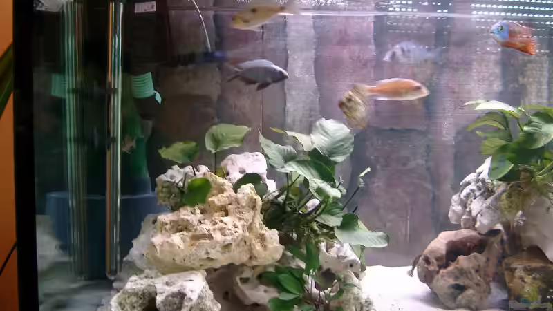 Aquarium Becken 179 von Harry Kappler (2)