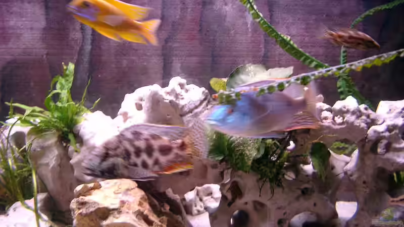 Aquarium Becken 179 von Harry Kappler (3)