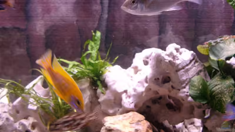 Aquarium Becken 179 von Harry Kappler (4)