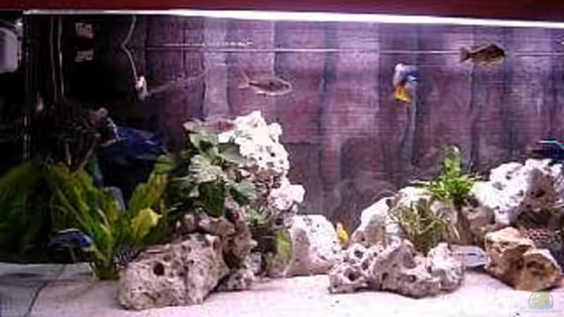 Aquarium Becken 179 von Harry Kappler (5) (7)