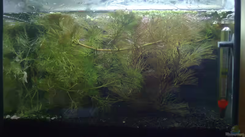 Aquarium Becken 17927 von Steve Gerecke (2)