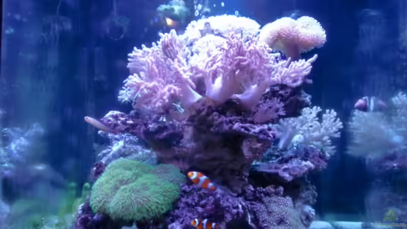 Aquarium Becken 18039 von dusdus (3)