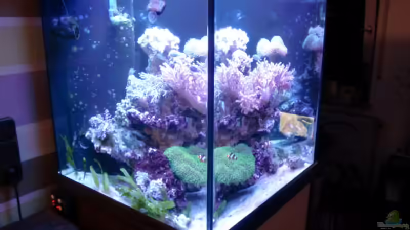 Aquarium Becken 18039 von dusdus (4)